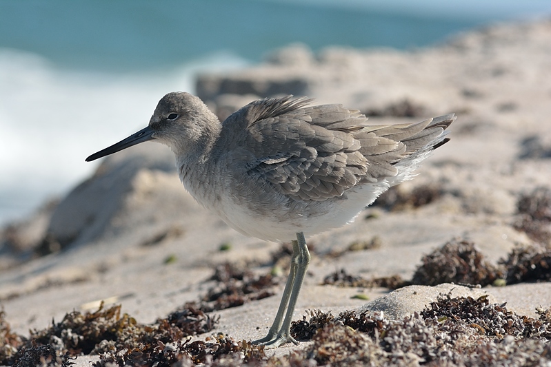 Willet